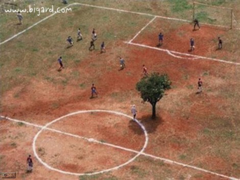 baum.jpg